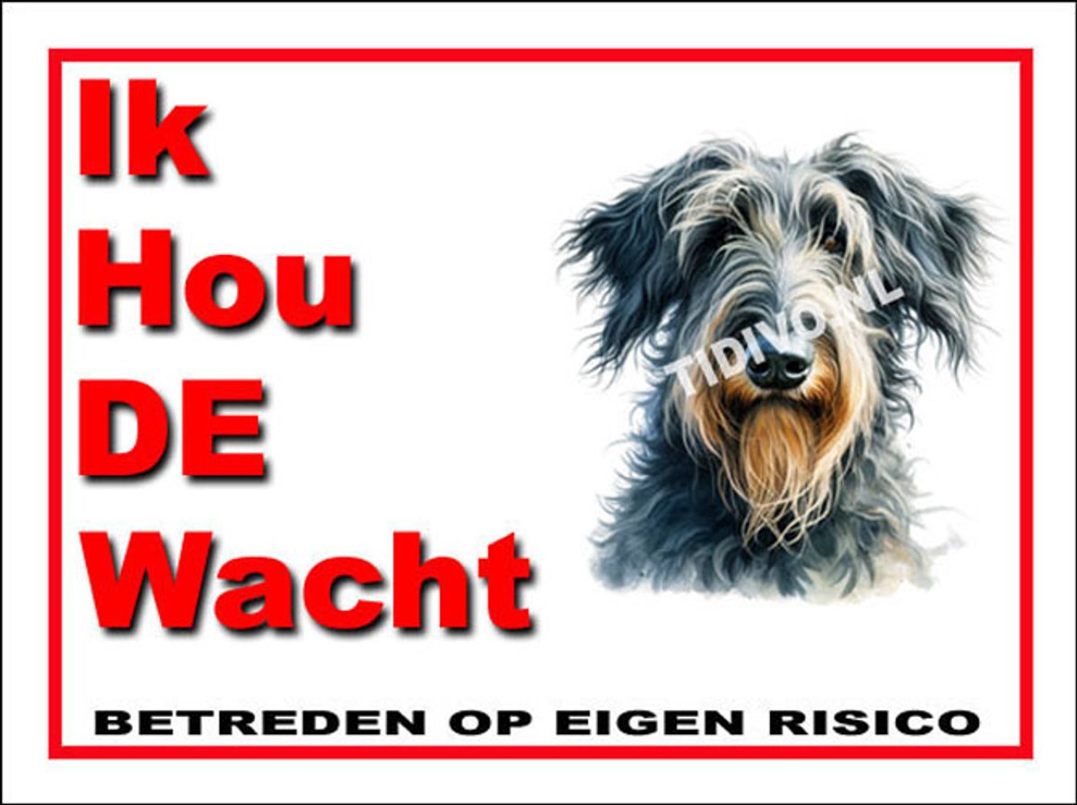 Schotse Deerhound 7