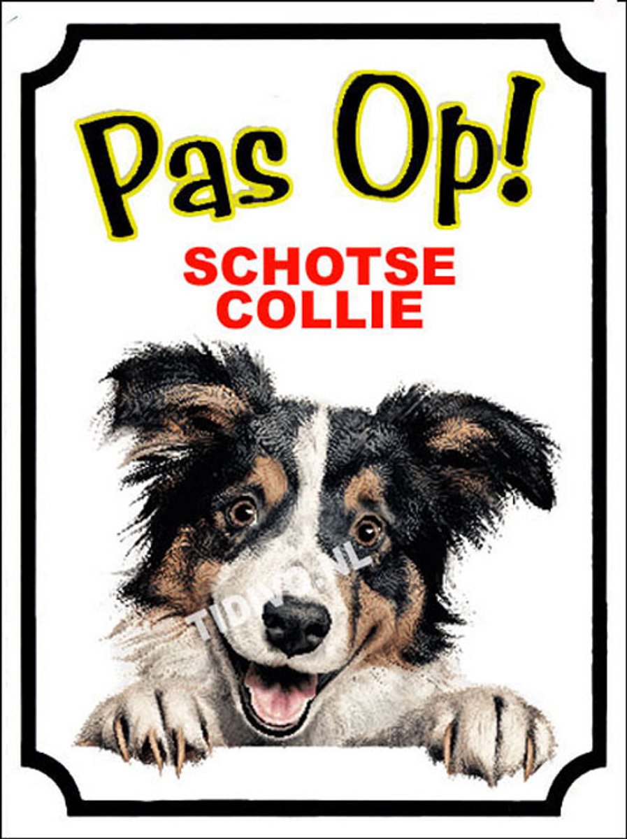 Schotse Collie 16