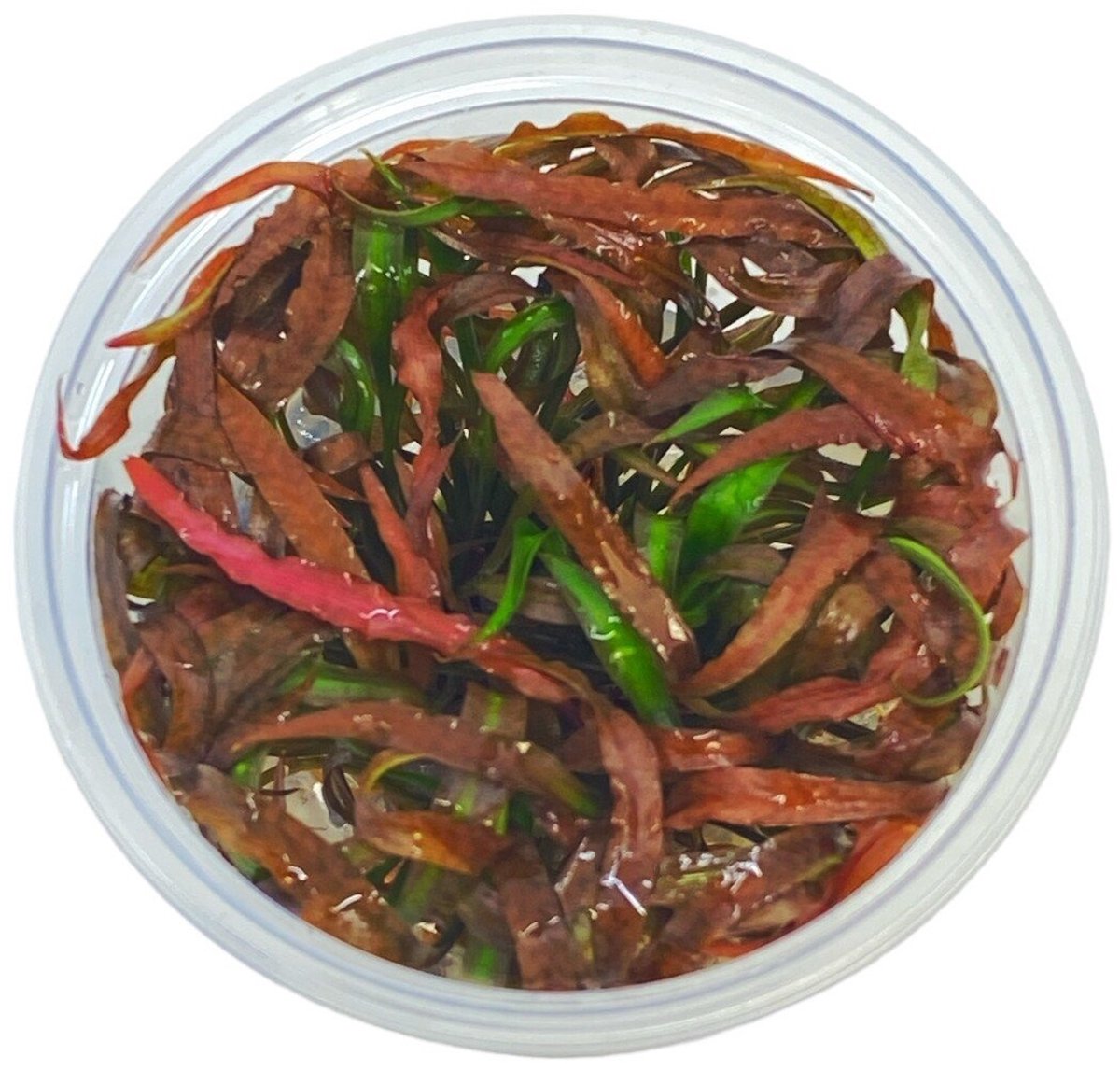 EcoScape Cryptocoryne Spiralis Tiger | In vitro cup Waterplant