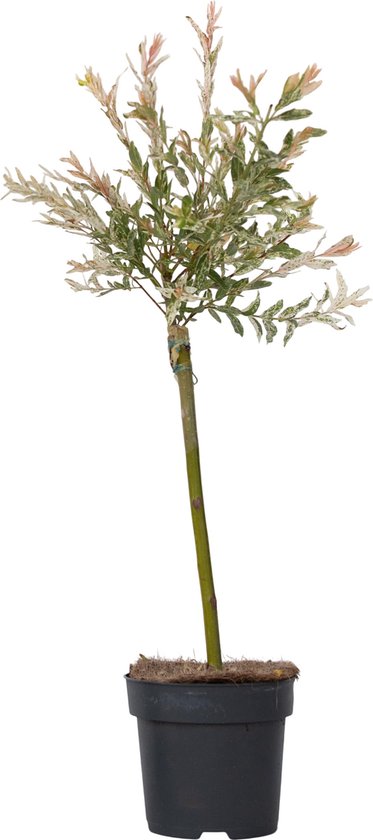 Plante en boîte - Saule panaché - Salix integra ' Flamingo' - Hauteur 60-80 cm - Pot 17 cm - Plante de jardin - Résistant à l'hiver