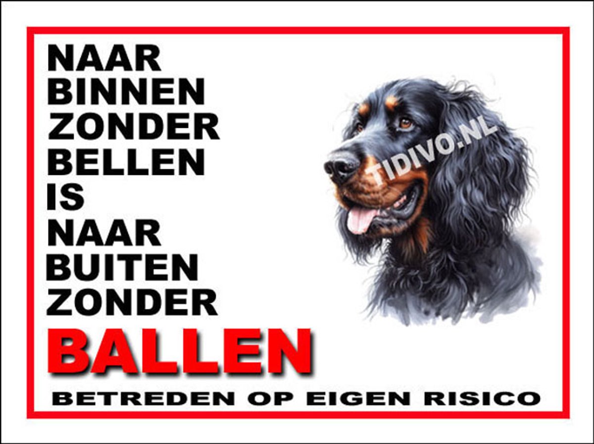 Gordon Setter 11