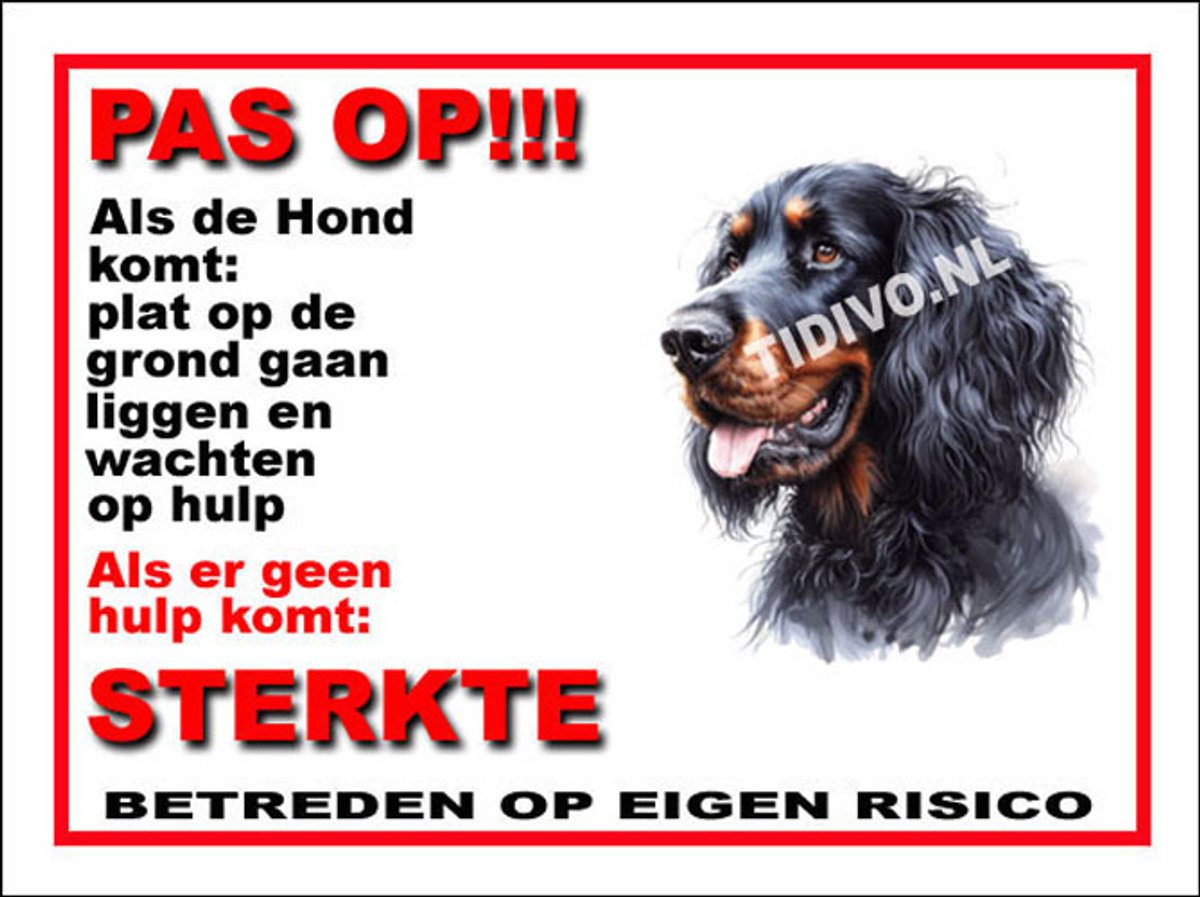 Gordon Setter 12