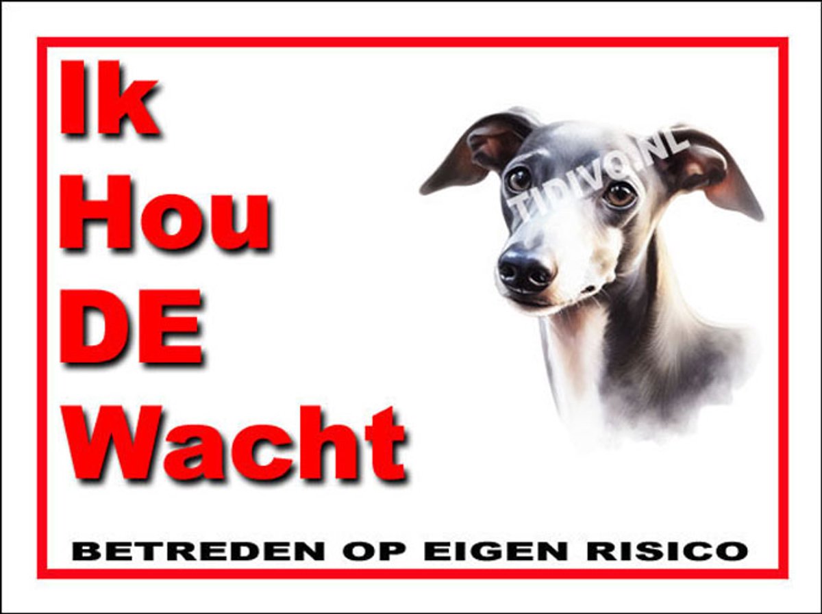 Italiaanse Windhond 7