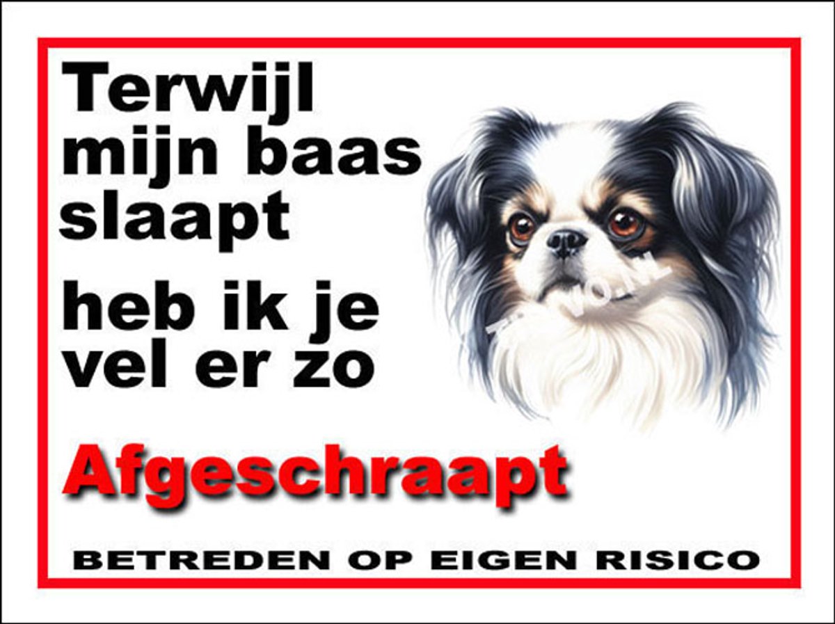 Japanse Spaniel 15