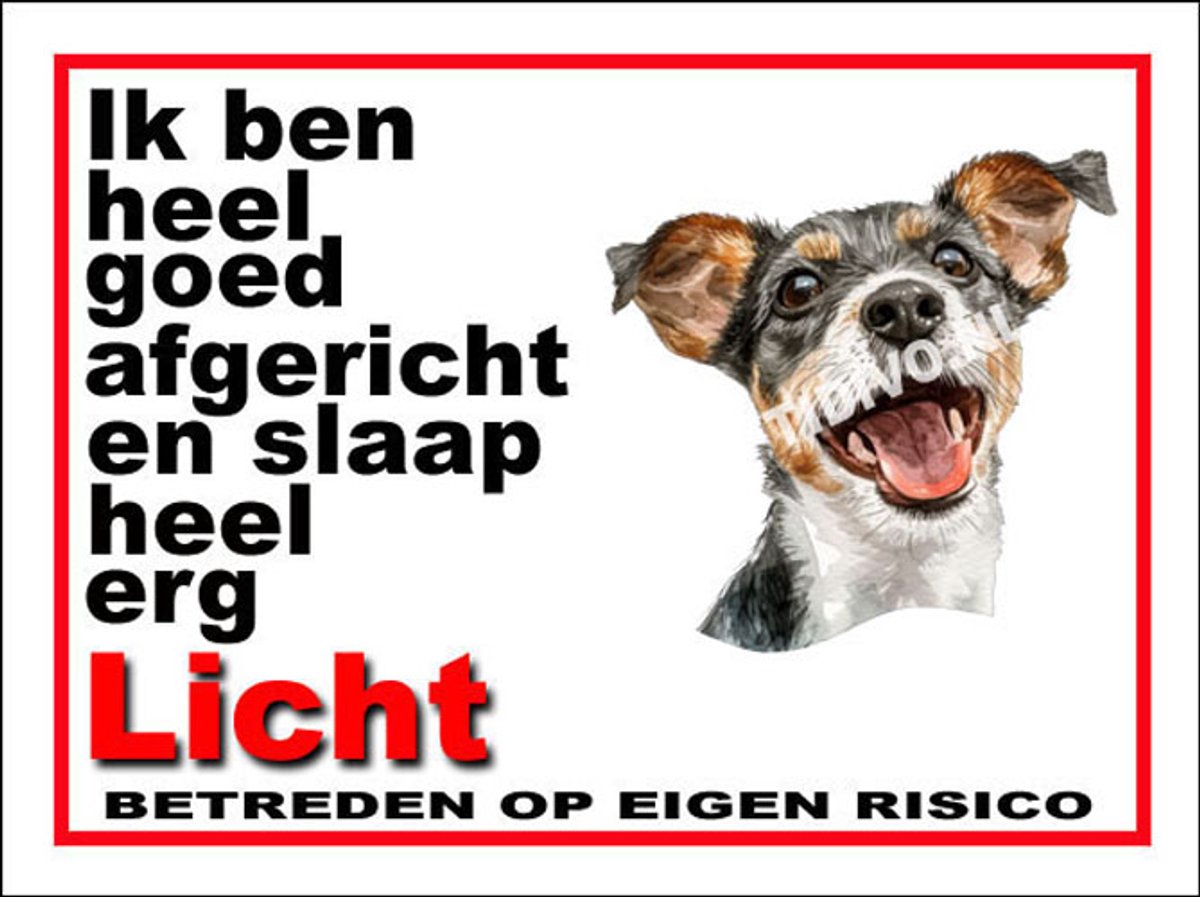 Japanse Terrier 4