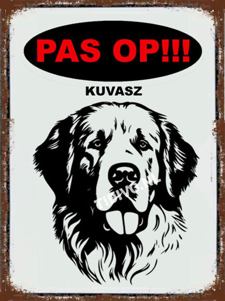 Kuvasz 17