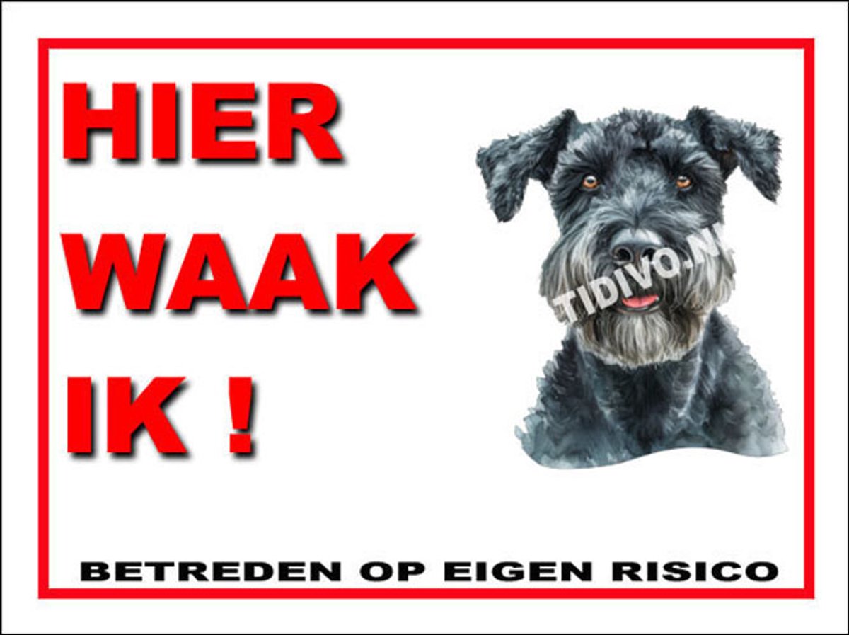 Kerry Blue Terrier 3