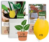 Pokon Rouwvliegjes Bestrijding Pakket - Aaltjes voor meer dan 10 planten & 15 Bio Vangplaatjes - Tegen rouwvliegjes bij kamerplanten