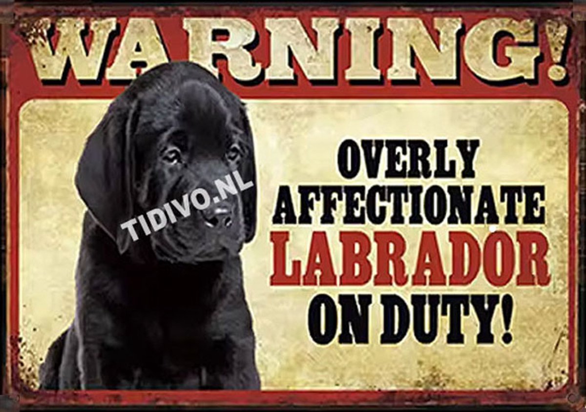 Labrador Retriever 21