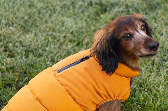 Een langharige teckel met een oranje jas met rits, zittend op gras.