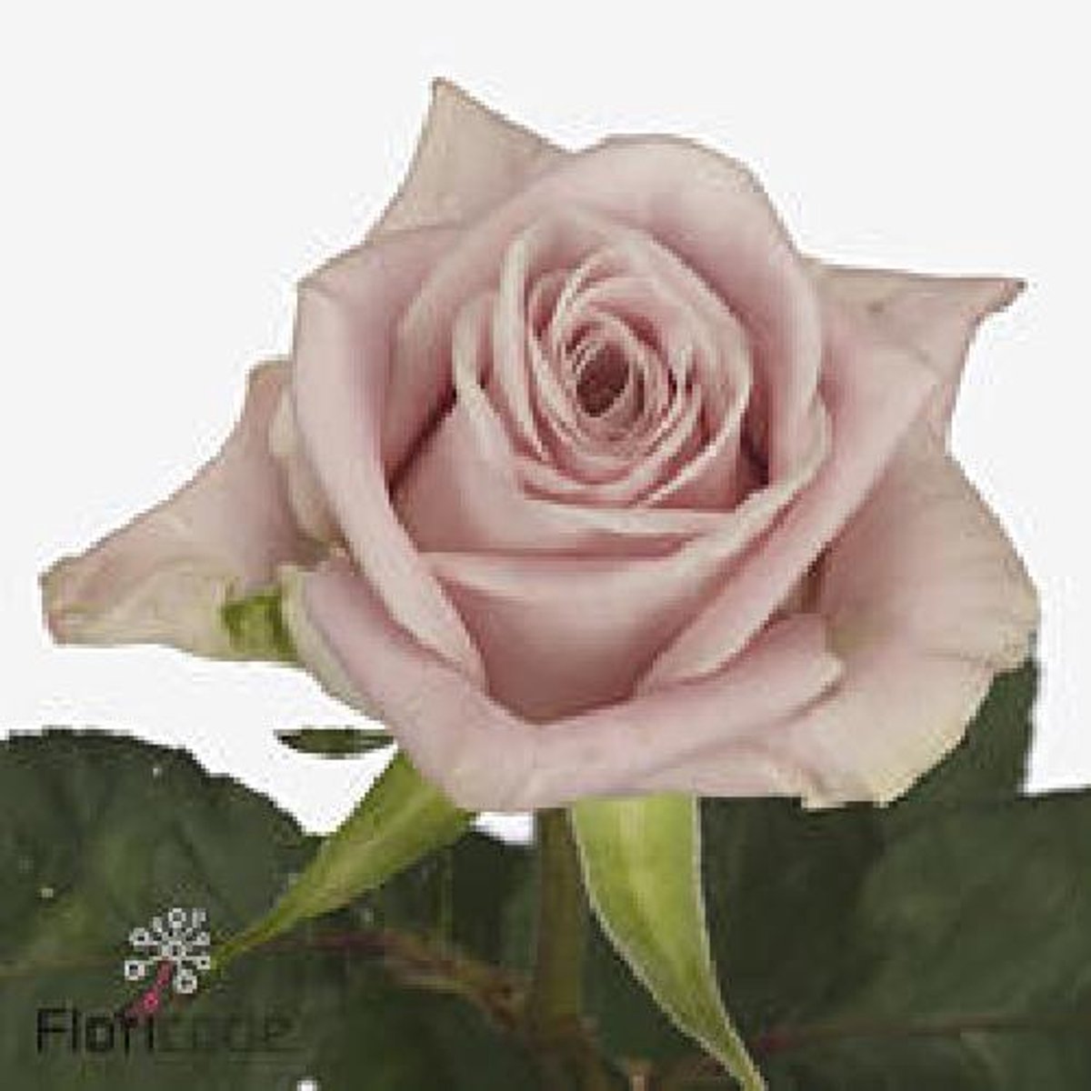 10x Rosa sweet menta 60cm