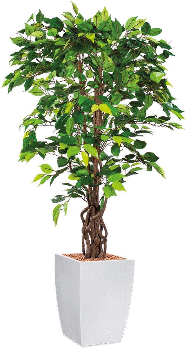 HTT Decorations HTT - Kunstplant Ficus in Genesis vierkant wit H155 cm Bruin