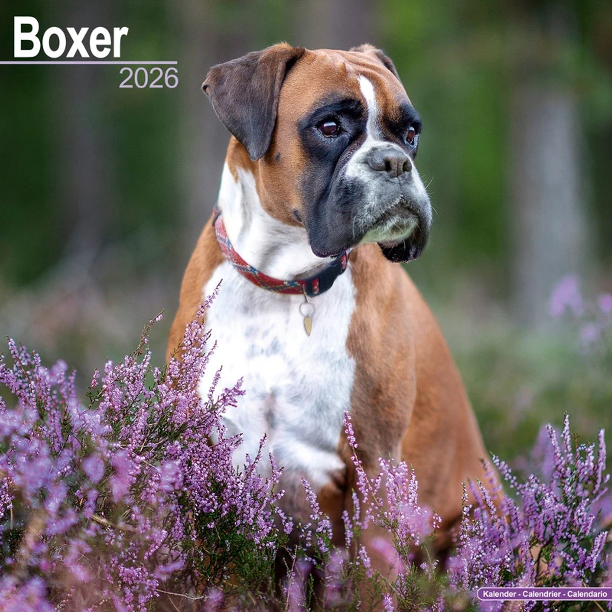 Boxer Kalender 2026