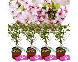 Set Van 4 Japanse Sierkers - Prunus nipponica 'Brillant' – Hoogte 35cm – 9cm pot