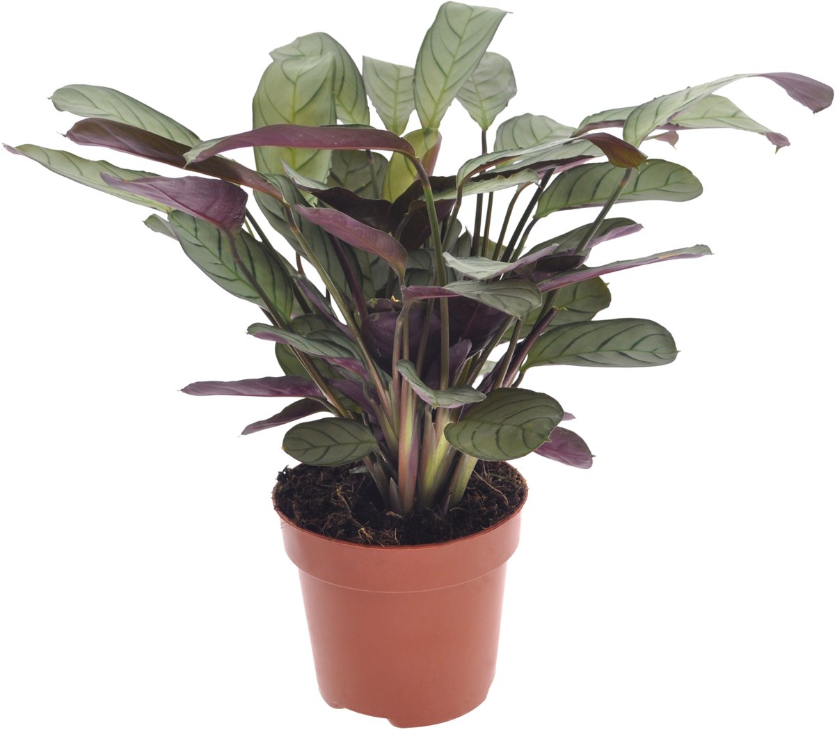 Calathea | Ctenanthe Amagris | 30cm