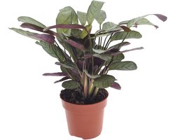 Calathea | Ctenanthe Amagris | 30cm