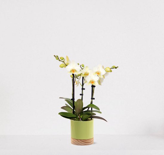 Phalaenopsis Multiflora wit in sierpot Emma Wood lime green – bloeiende witte Orchidee – kamerplant - 40-55cm - Ø13 – geleverd met plantenpot – vers uit de kwekerij