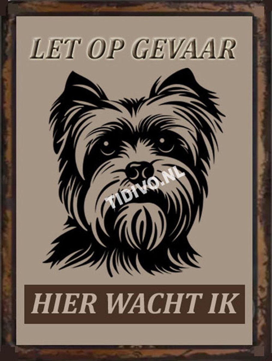 Yorkshire Terrier 18