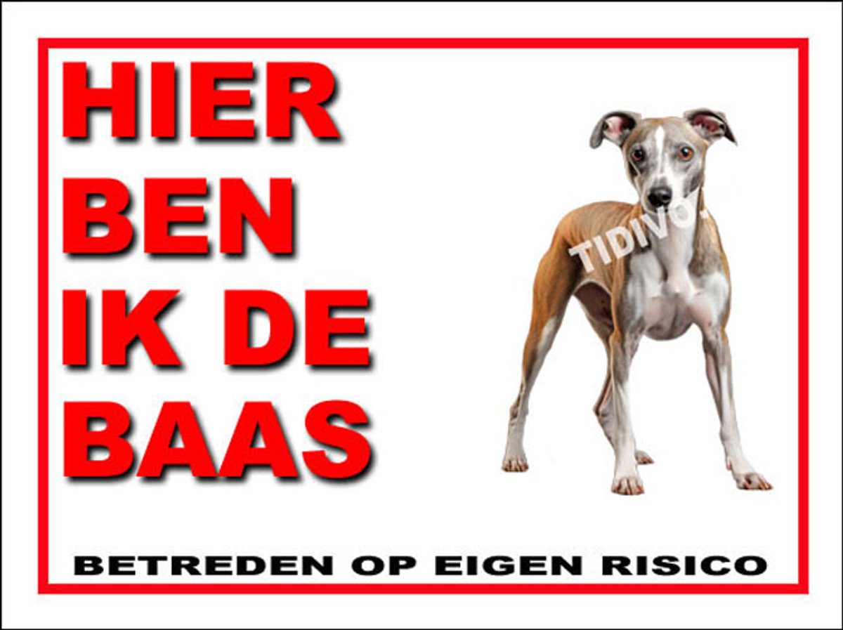 Whippet 2