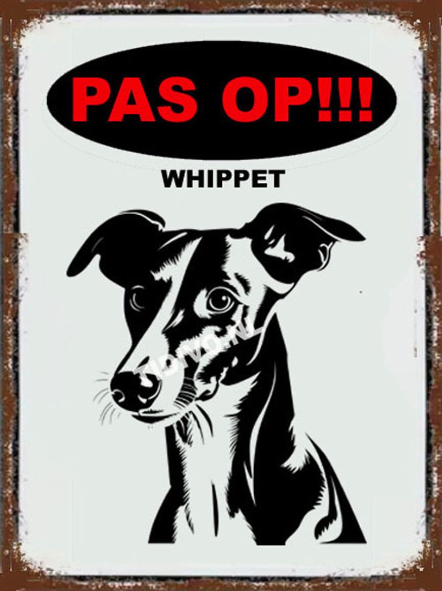 Whippet 17