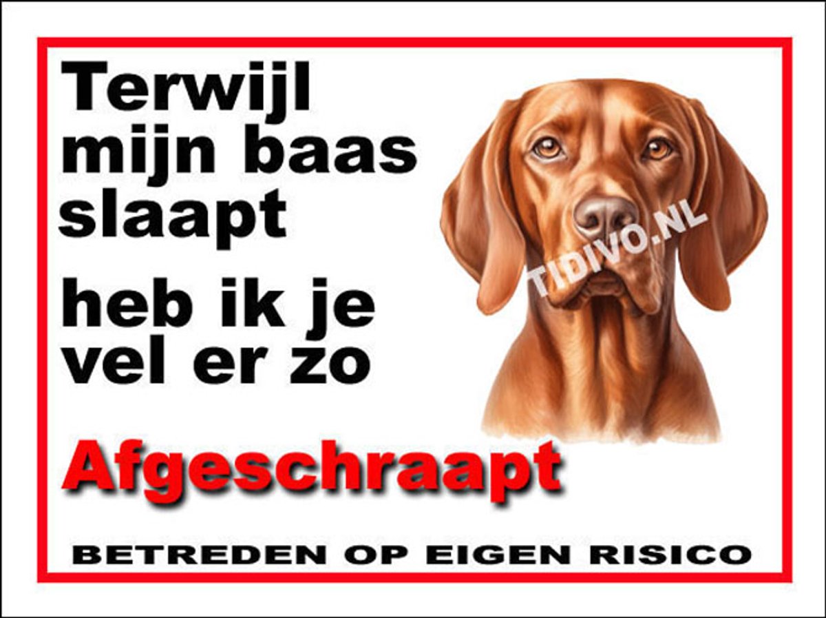 Vizsla 15