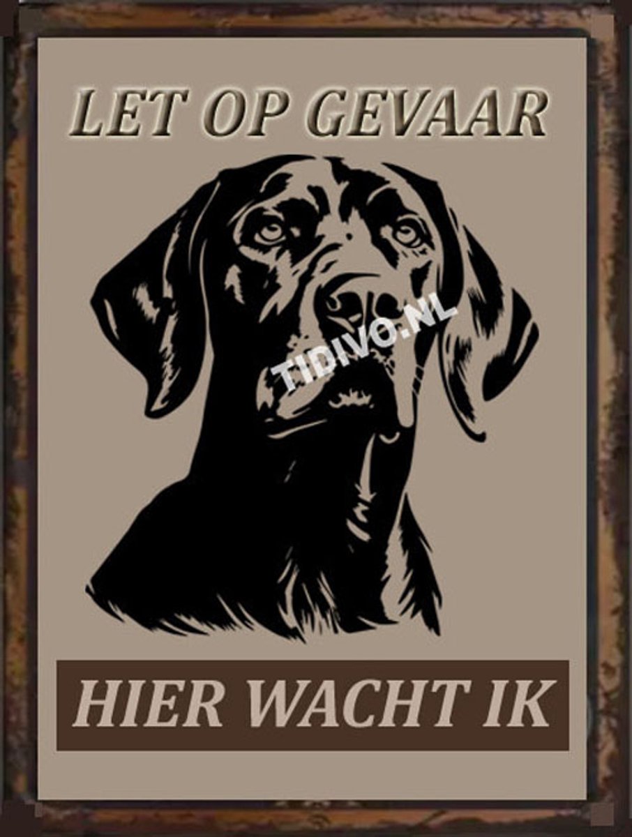 Vizsla 18