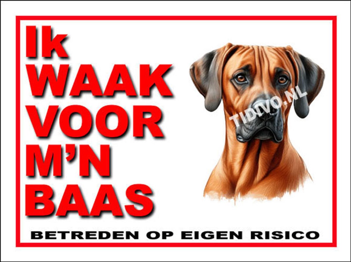 Weimaraner Rhodesian Ridgeback 9