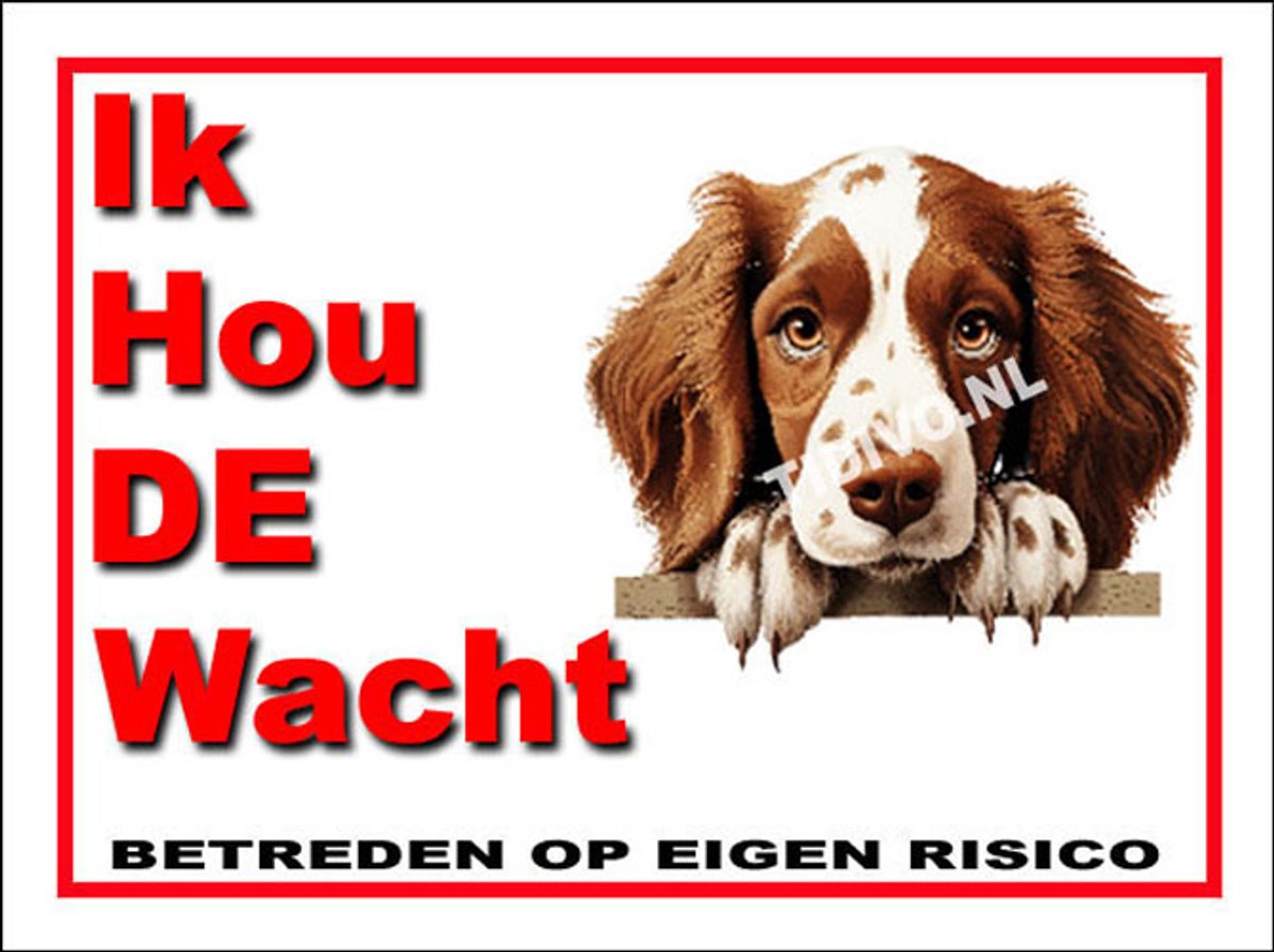 Welsh Springer Spaniel 7