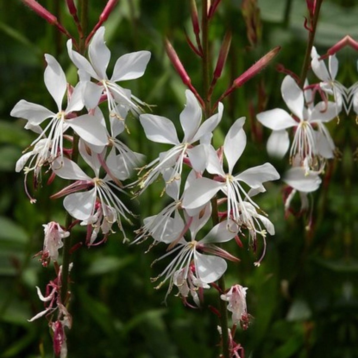 Prachtkaars (Gaura lindh. Whirling Butterflies) - 6x - Whirling Butterflies - Gaura - Vaste planten - bloeit in Juli / Augustus / September