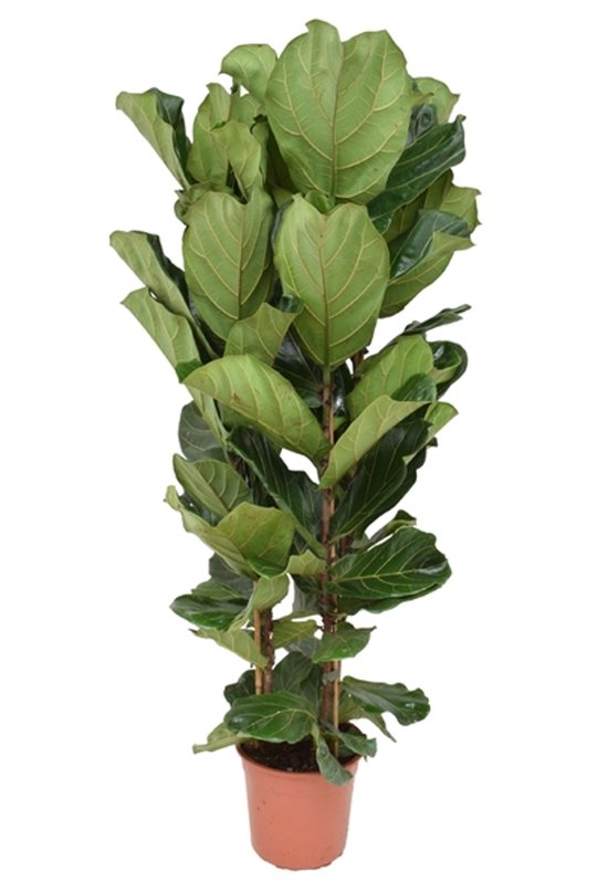 Ficus Lyrata (Tabaksplant) kopen