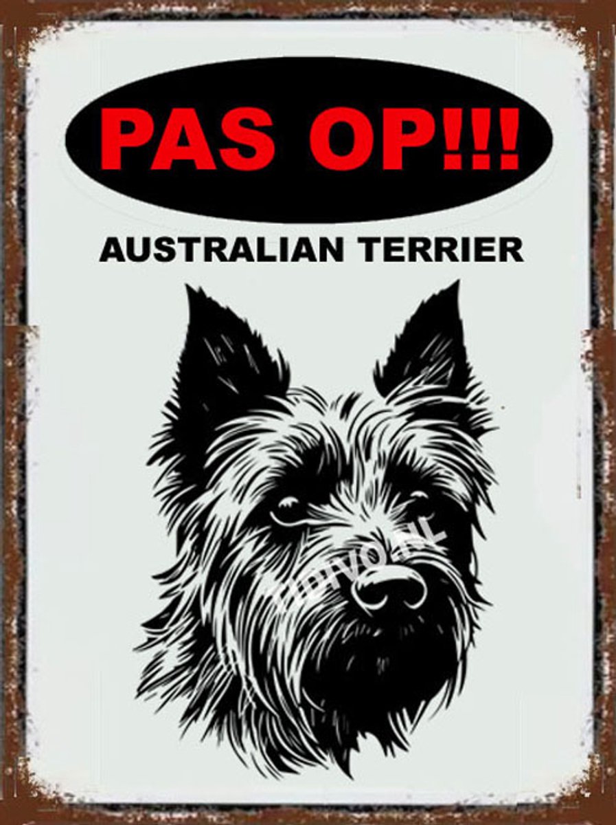 Australian Terrier 17