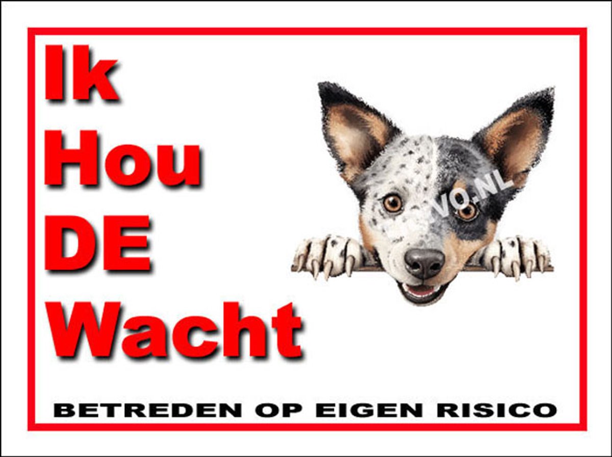 Australian Stumpy Tail Cattle Dog 7