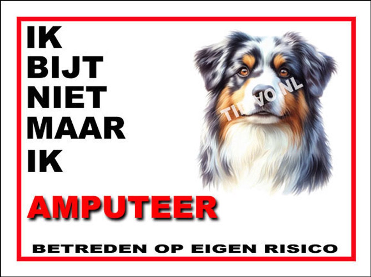 Australian Shepherd 5
