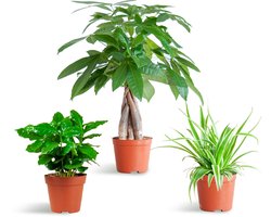 De Diervriendelijke Plantenbox, bevat 3 niet-giftige kamerplanten, verschillen in bladkleur, vorm en hoogte,Potmaat 12 cm, Hoogte varieert van 20 tot 35cm