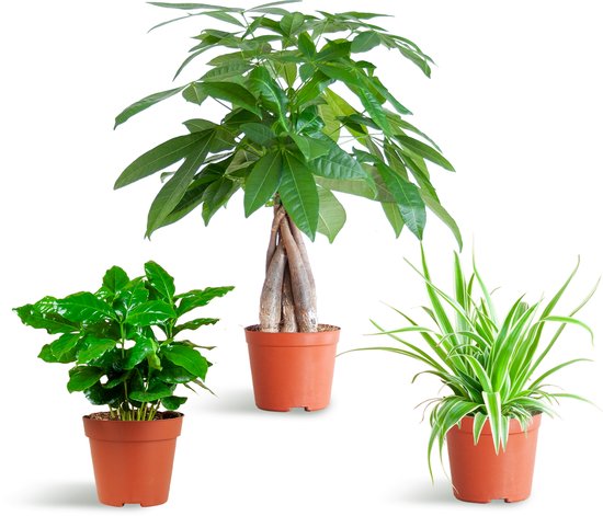 De Diervriendelijke Plantenbox, bevat 3 niet-giftige kamerplanten, verschillen in bladkleur, vorm en hoogte,Potmaat 12 cm, Hoogte varieert van 20 tot 35cm