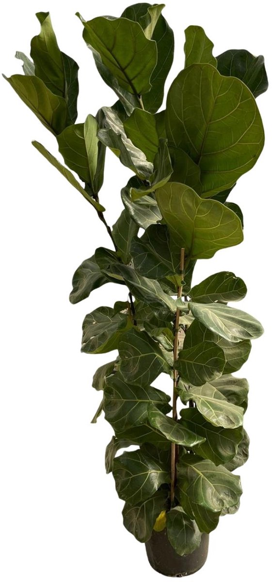 Vioolbladplant Struik , Groene Plant, Groene vijg, Ficus Lyrata Kamerplant, Ø30cm 180 cm Hoog