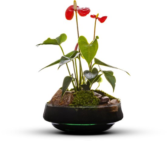 The Green Bottle Garden - Iris Anthurium - Terrarium - Anthurium - kant en klaar-