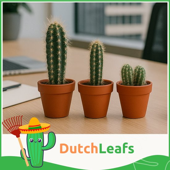 Drie cactussen van verschillende hoogtes in terracotta potten op een bureau, met 'DutchLeafs' logo.