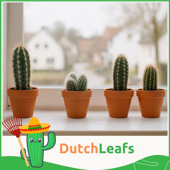 Vier mini cactussen in terracotta potten op een vensterbank, met een cartoon cactus en 'DutchLeafs' logo.