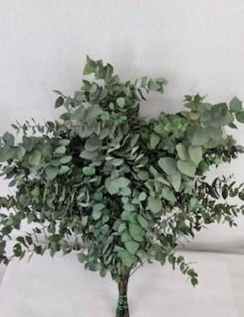 5x Dc eucalypthus stuart.groen gestabiliseerd 70cm