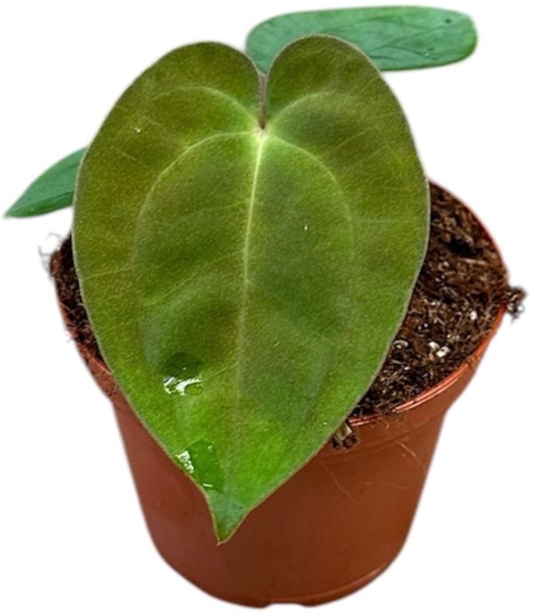 Anthurium Papillilaminum Kamerplant Potmaat Ø9 cm |Vers Van De Kweker