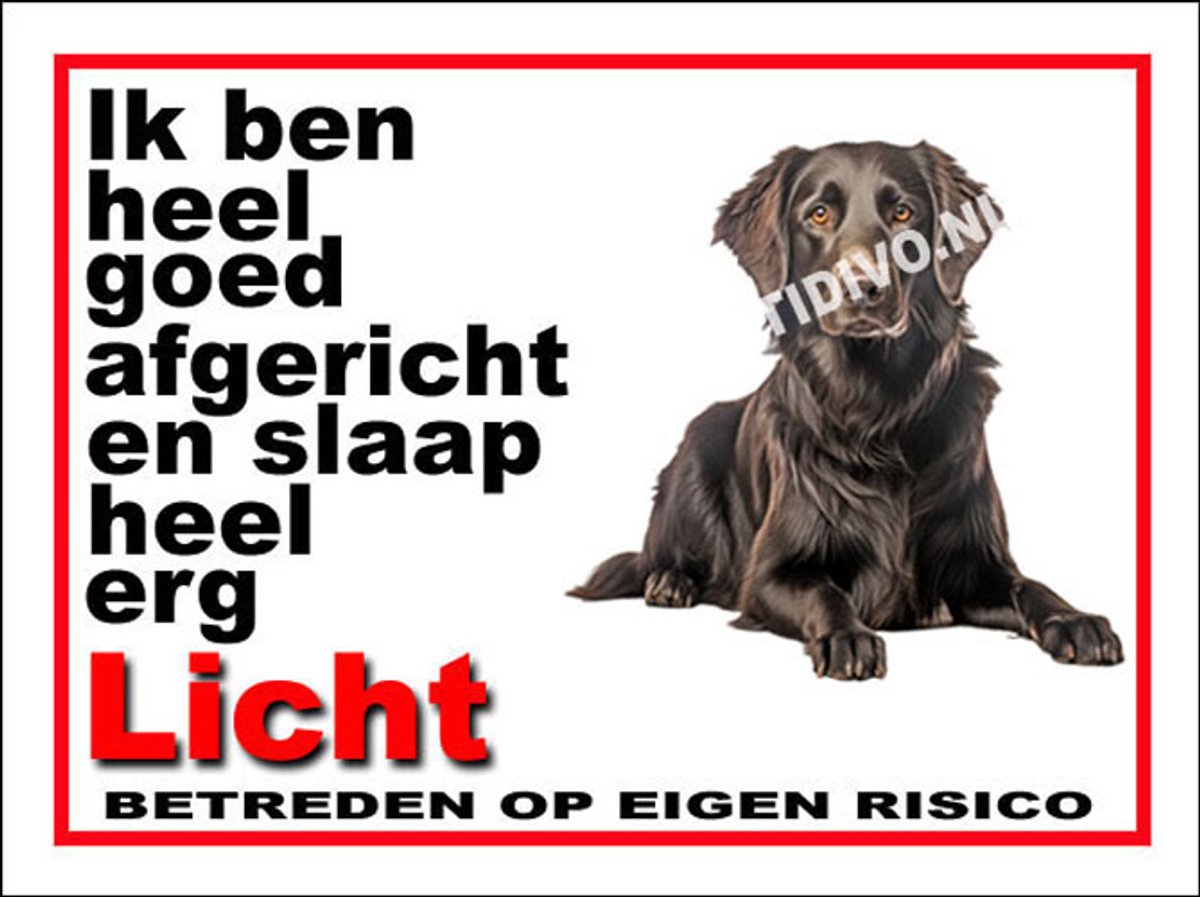 Flatcoated Retriever 4