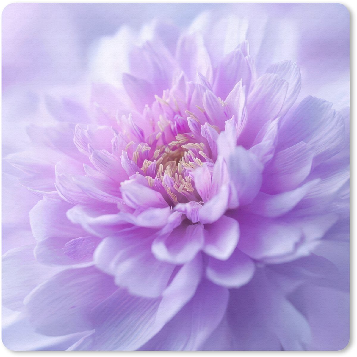 Muismat 30x30 cm - Mousepad Paars - Dahlia - Dromerig - Muismatten