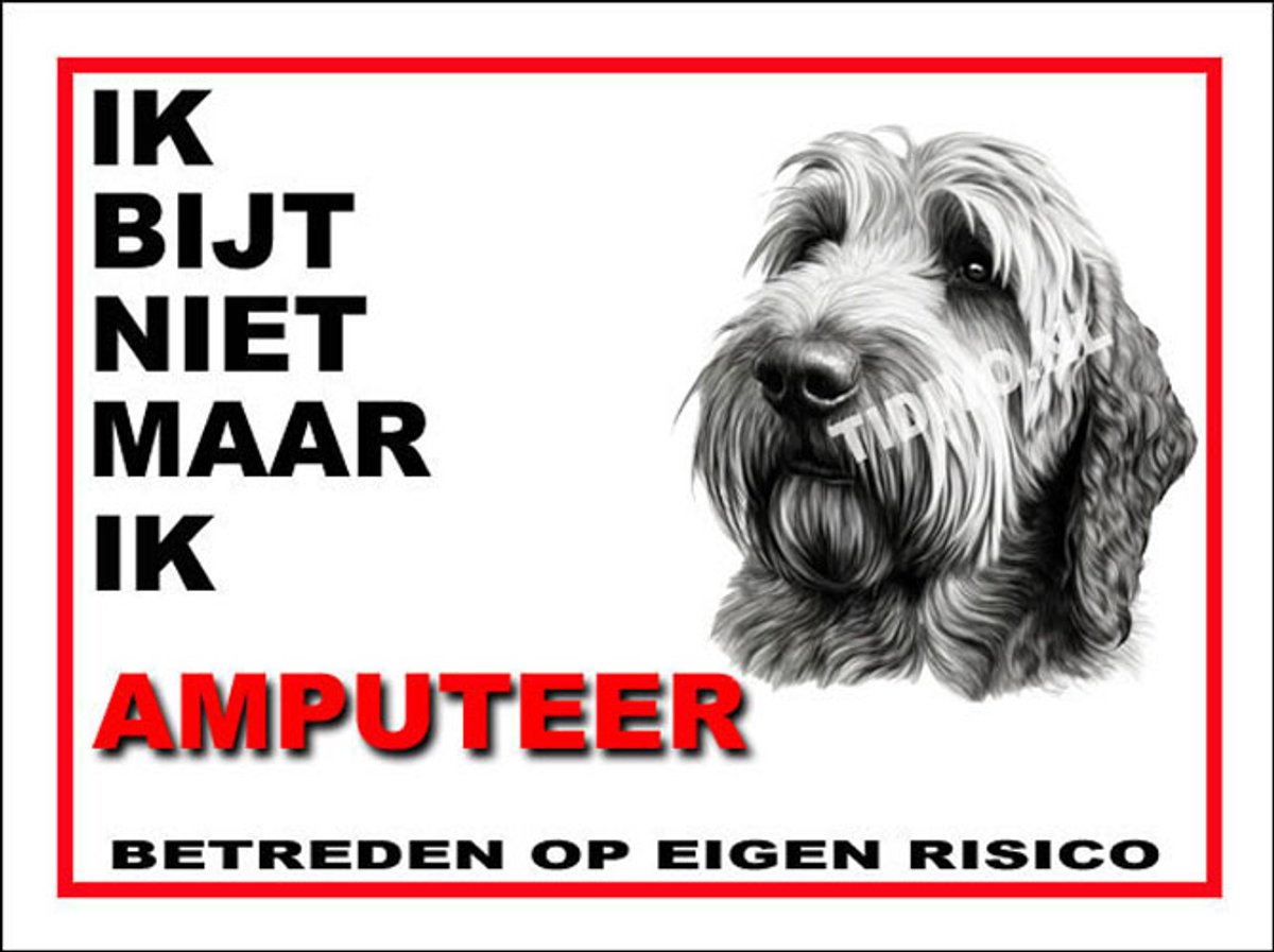 Otterhound 5