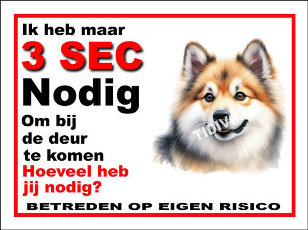 Noorse Buhund 6