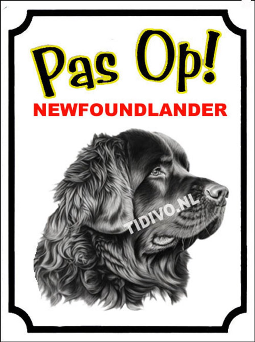 Newfoundlander 16