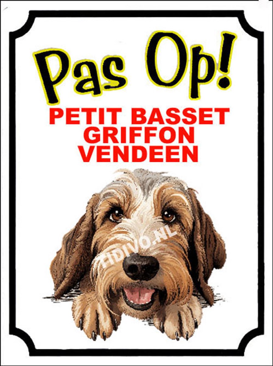 Petit Basset Griffon Vendéen 16
