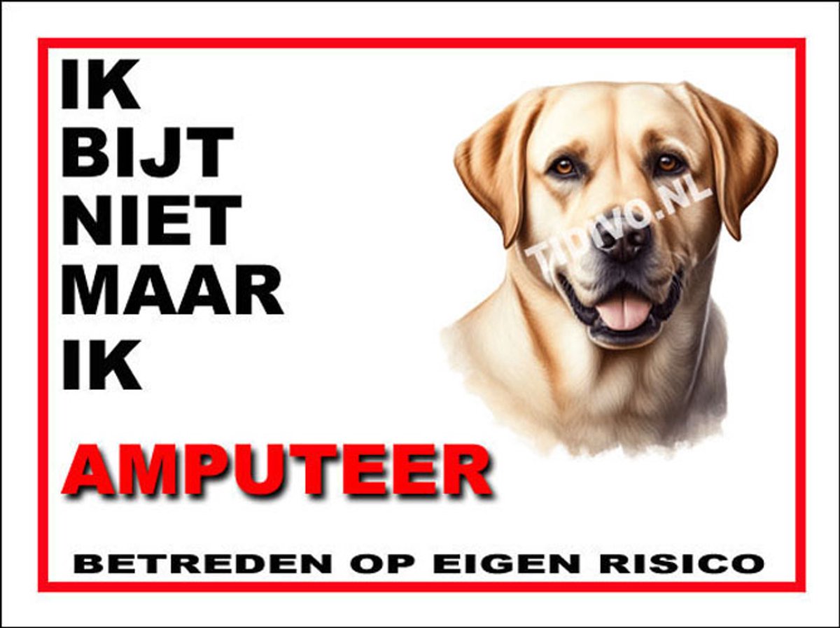 Labrador Retriever 5