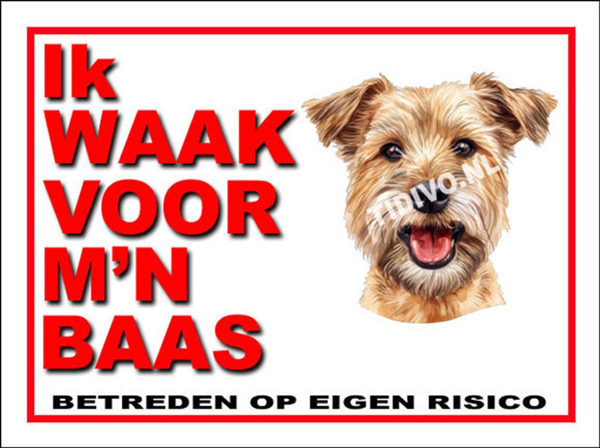Lucas Terrier 9