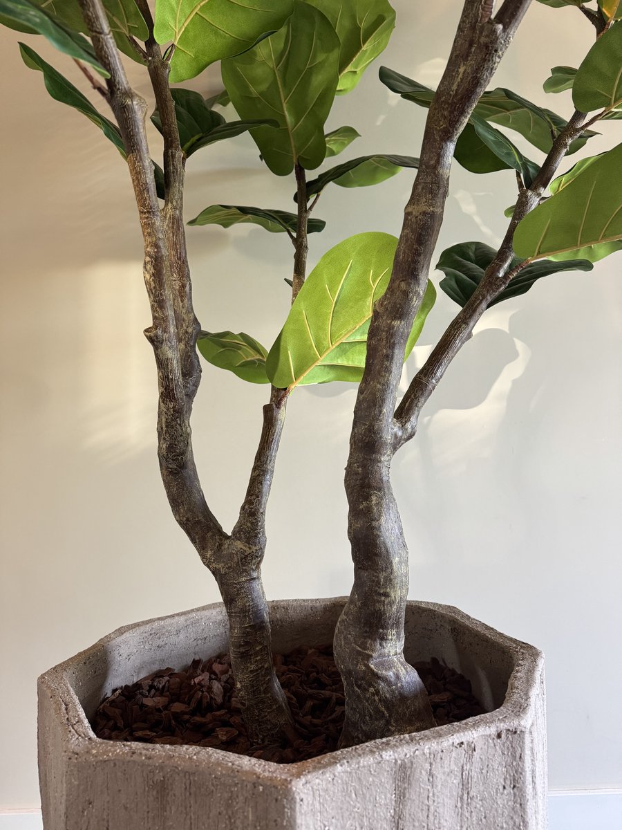 Zijden Ficus Lyrata – Kunstplant – 220 cm – Vioolblad – Onderhoudsvrij